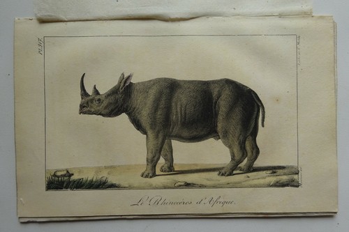 Lot lithographies rhinoceros - rhinoceros,