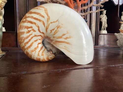 Gros coquillage nautile - gros,