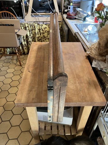 Ant oak globe wernicke - oak,
