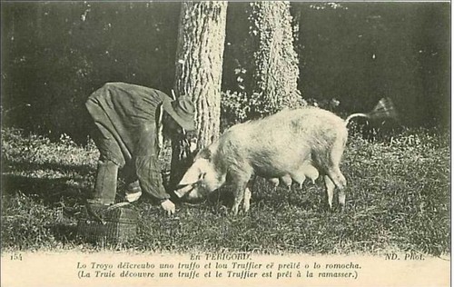 Perigord la truie - perigord.la,