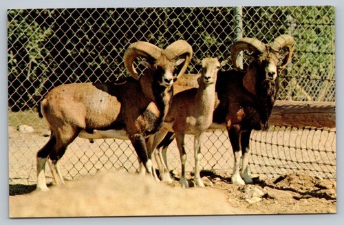 Mouflon sheep benson wild - sheep,