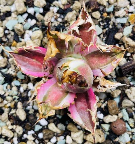 Rare agave titanota caesar - rare!, "caesar"