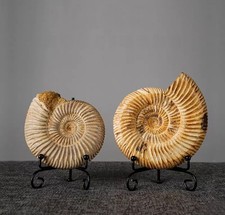 Natural Ammonite Fossil Shell