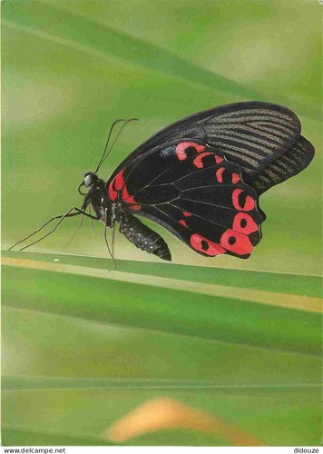 Carte postale animaux - postale,