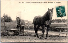 28 NOGENT LE ROTROU - two horses on the meadow.