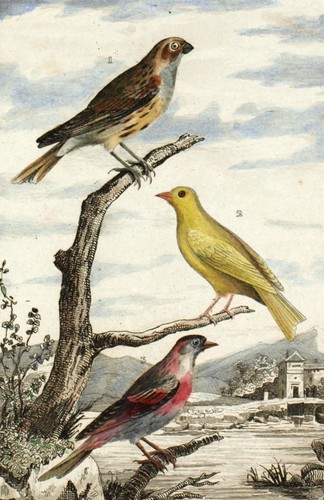 Oiseaux passereaux serin tarin - passereaux,
