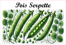 Pois Serpette 12 sticker vinyl conserve fruit légume confiture fait maison