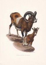 1960 MOUFLON Print - Vintage Animal Wall Art Decor - 7.5 x 10.6 Inches