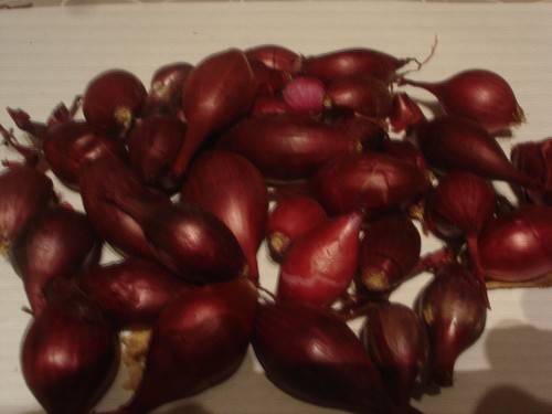 Oignons bulbilles de - 20,
