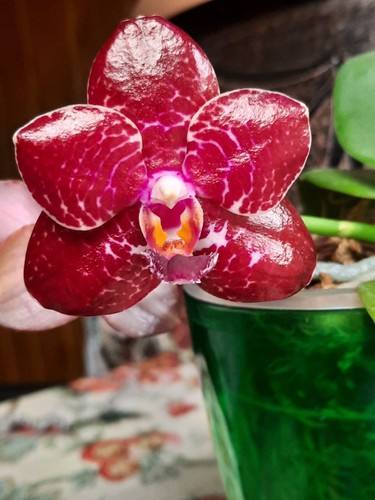 Phalaenopsis sun hannover - phalaenopsis,