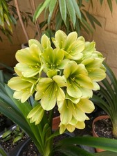 Clivia Miniata "Hirao"  N*2