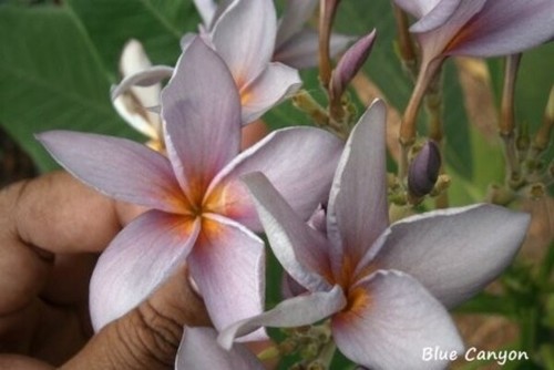 Plumeria frangipanier blue - frangipanier,