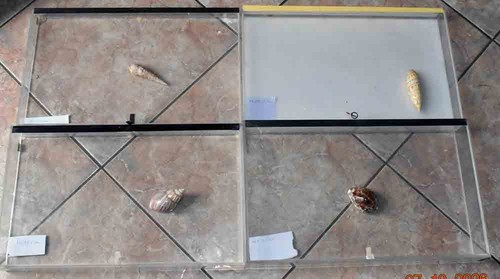 Coquillages 4 boites - -,