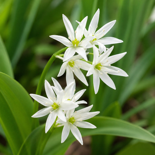 Allium ursinum 500 - 500, graines