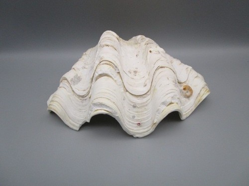 Coquillage bénitier ancien - ,