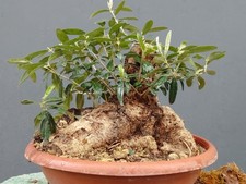 Bonsaï olivier 25 x 23 cm en