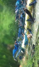 Neocaridina Davidi Orange Eyes