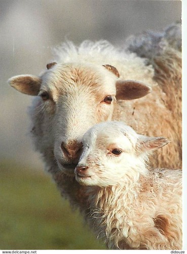 Carte postale animaux - postale,
