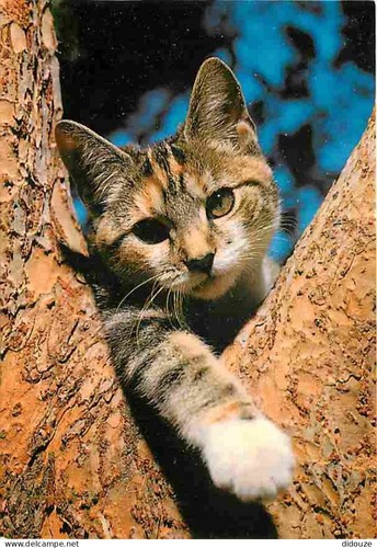 Carte postale animaux - carte,