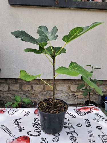 Ficus carica figuier fiorone - ,,
