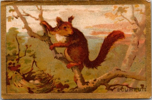 86963 chromo ecureuil - chromo,