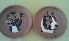 Reproduction chiens Amstaff