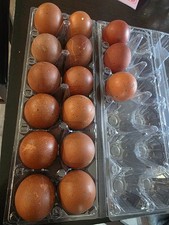 12+2 Maran Hatching Eggs