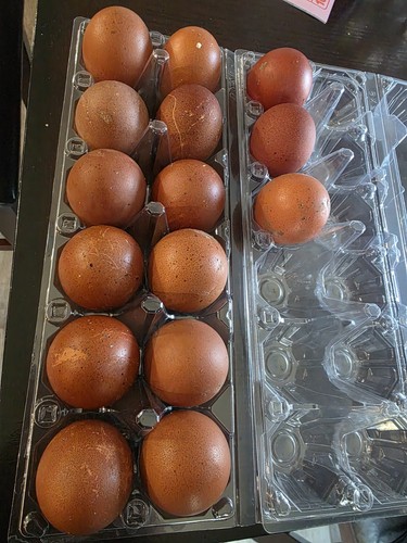 Maran hatching eggs - 12+2,