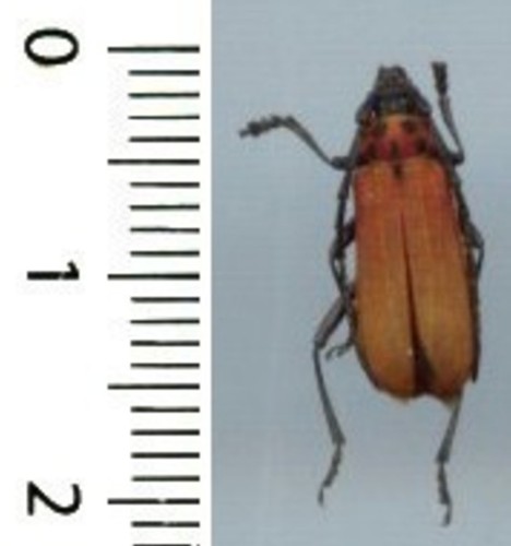 Cerambycidae purpuricenus - -,