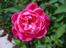 Live Louis Philippe Deep Crimson Red Pink Rose Plant – Fragrant Rose – No Pot