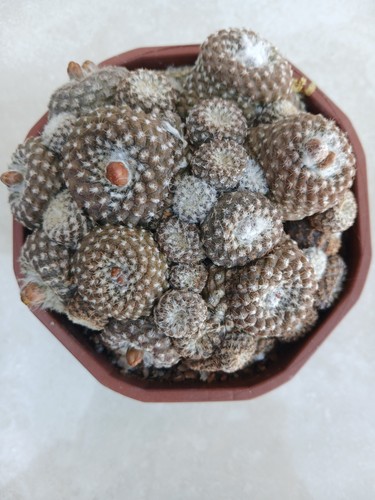 Copiapoa lauii cactus vivante - copiapoa,