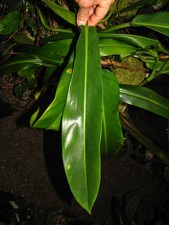 PHILODENDRON BONIFAZIAE, Beautiful NARROW Leaf, Fantastic RARE Aroid Plant!!!