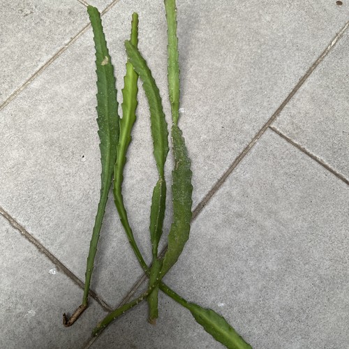 Epiphyllum cactus orchidée - ,