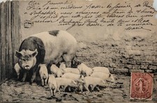 Antique Postcard ❤️ Sow and her young