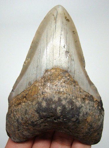 Megalodon shark tooth real - shark,