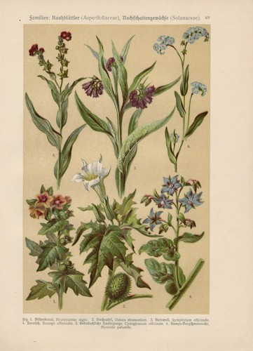 Bilsenkraut datura consoude - bilsenkraut,