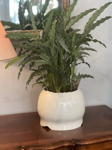 Superbe cache pot - superbe, rosenthal