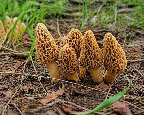 Mycélium morille blonde - mycélium, de