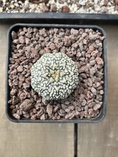 Astrophytum Asterias V Type