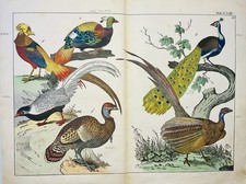 Paon faisan oiseau de paradis