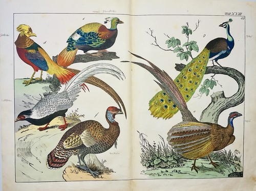Paon faisan oiseau paradis - faisan,