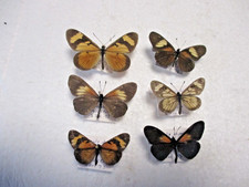 Entomologie Nymphalidae