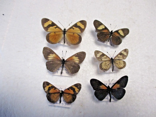 Entomologie nymphalidae - entomologie,