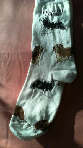 Bearded collie socks - bearded,