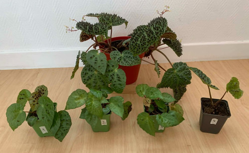 Begonia ferox - ferox, rare)