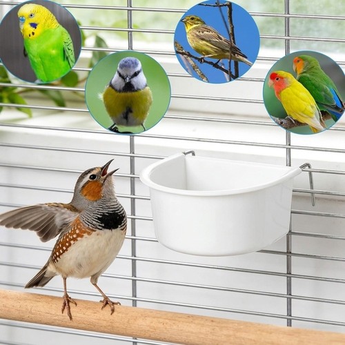 Bol alimentation perroquet - d'alimentation,