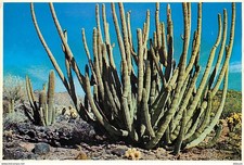 Flowers - Plants - Cactus - USA - Organ Pipe Cactus - Resembling the pipe