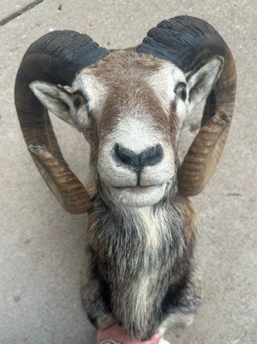 Mouflon ram taxidermy - mouflon,