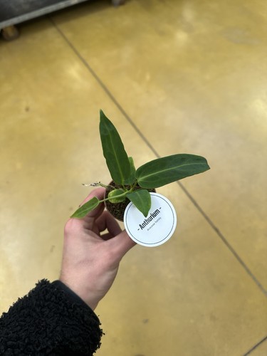 Anthurium warocqueanum rare - (,