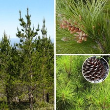Pinus radiata 'Insignis' - Pin